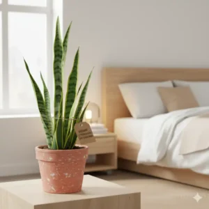 Der Bogenhanf (Sansevieria) ist eine der besten luftreinigende pflanzen nachhaltig für das Schlafzimmer.