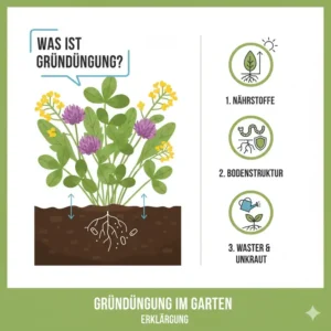 gründüngung im garten erklärung – Definition und Funktionsweise