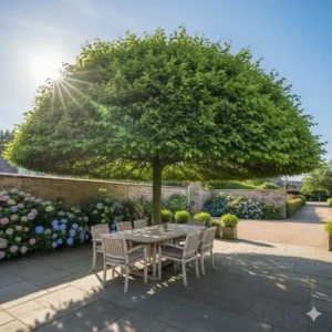 Dachplatane als platzsparende natürliche schattierung für garten-Bereiche