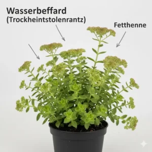 Nachhaltige Kübelpflanzen für Terrasse: Robustes Sedum als pflegeleichte und trockenheitsresistente Option.